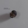 ISOPOD